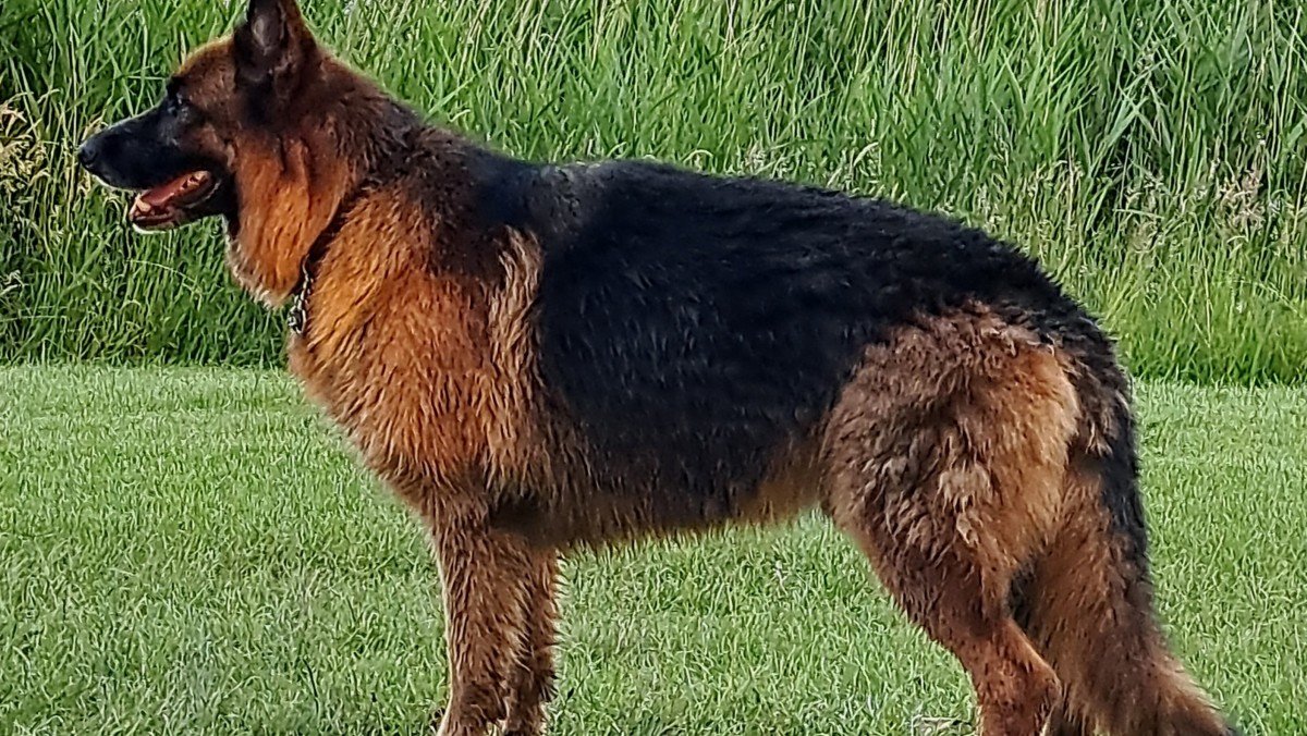 Sam