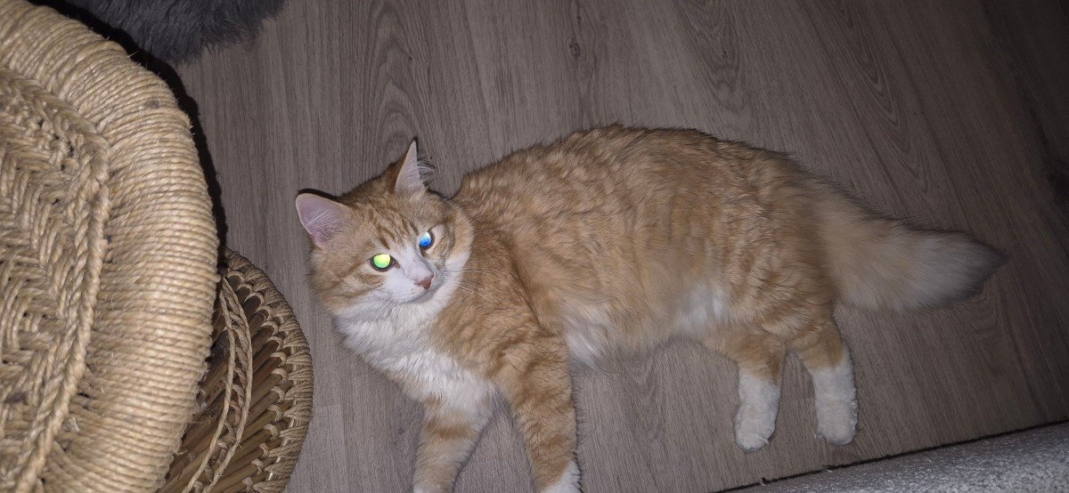 Nugget