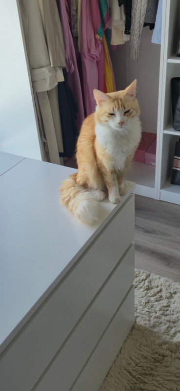 Nugget