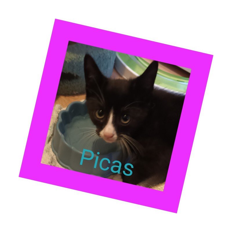 Picas