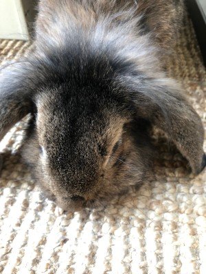Nugget