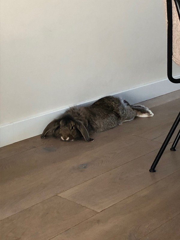 Nugget