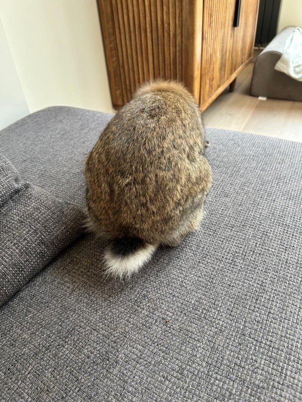 Nugget
