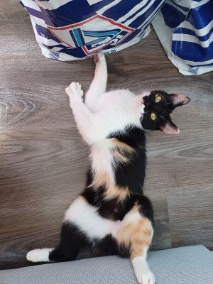 Sora