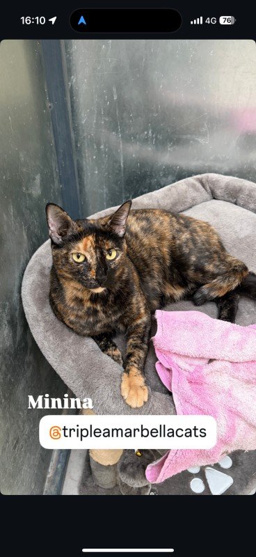 Minina
