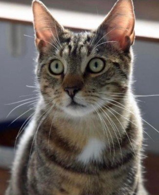 Sacha
