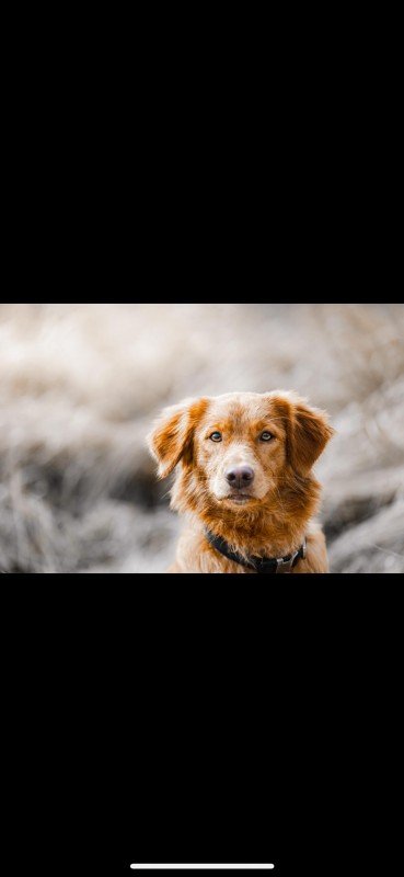 Marley