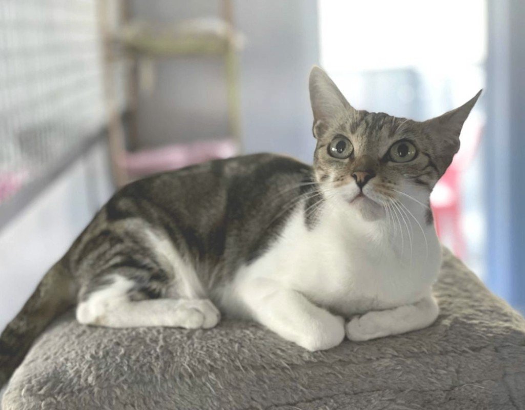 Nala