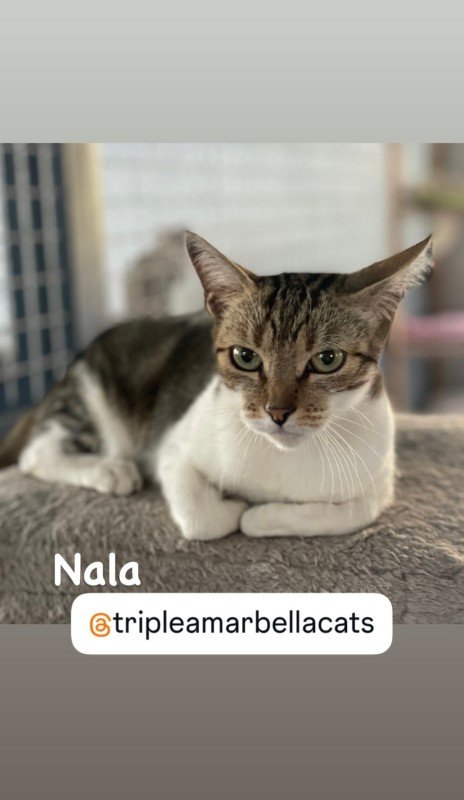 Nala