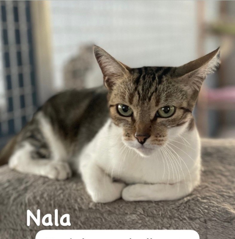Nala