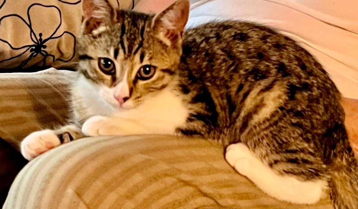 Bonnie