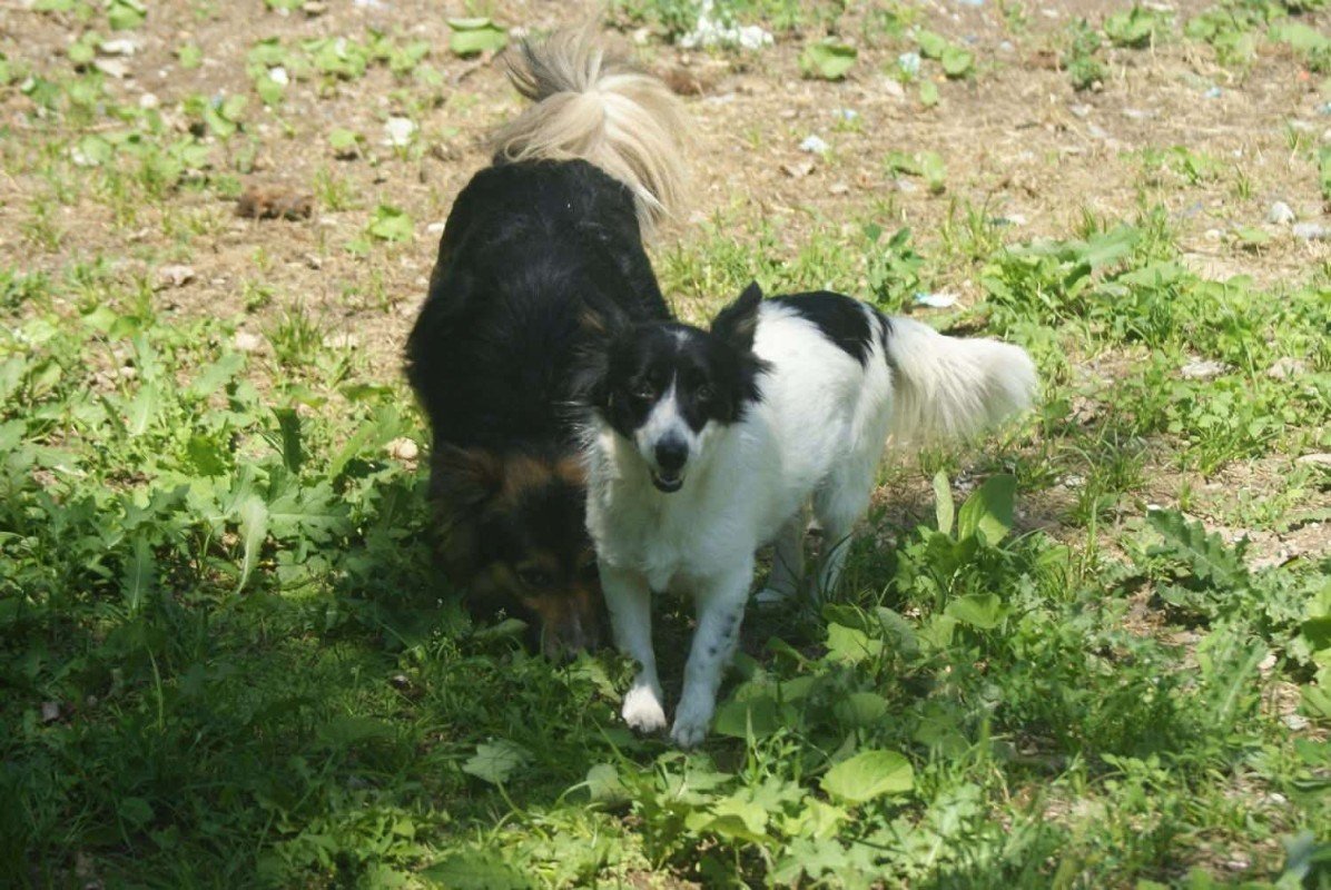 Lolita