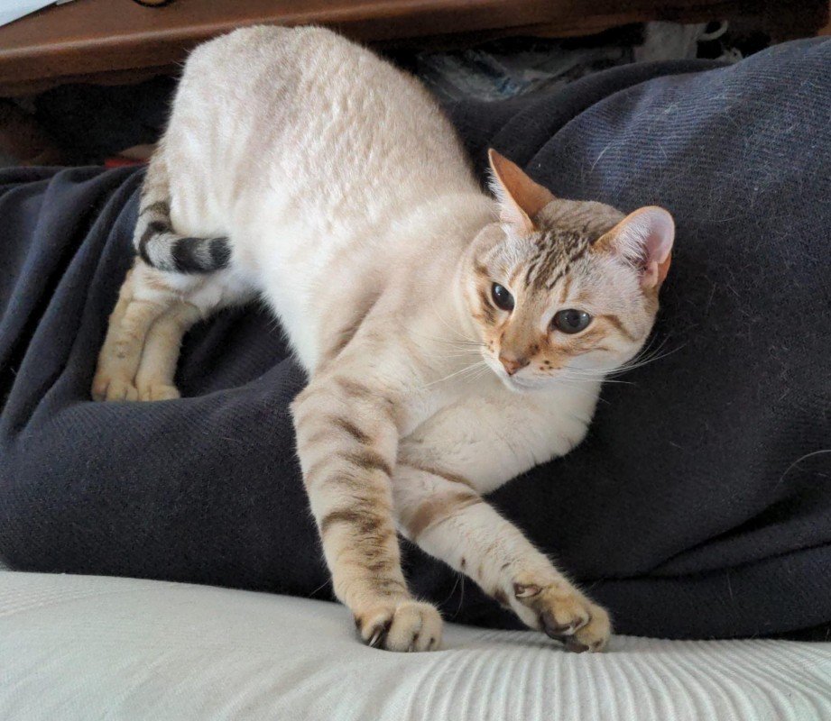 Loki