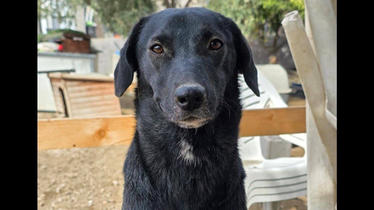 Stella