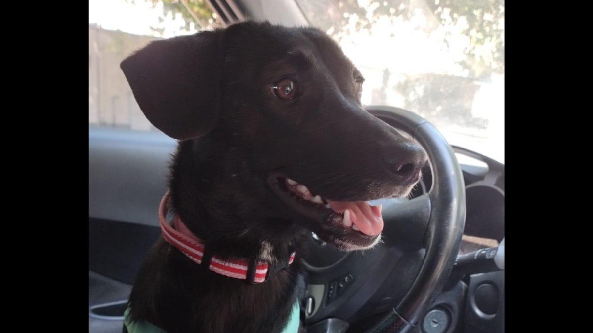 Stella