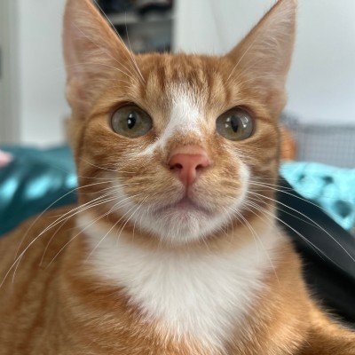 Gijs