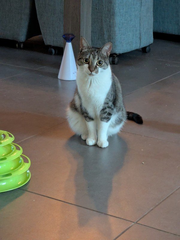 Izzy
