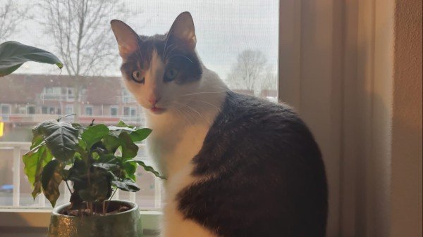 Paco
