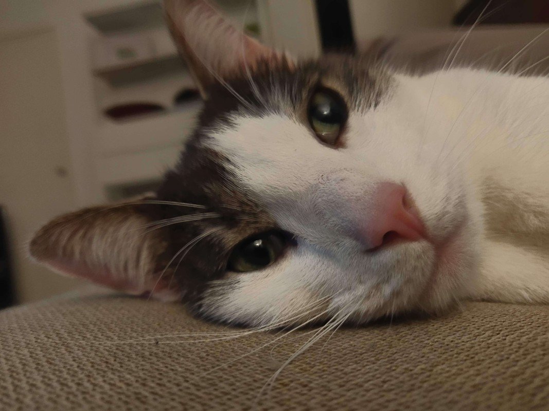 Paco