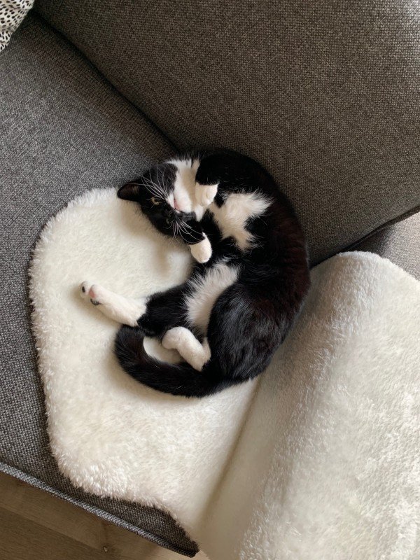 Izzy
