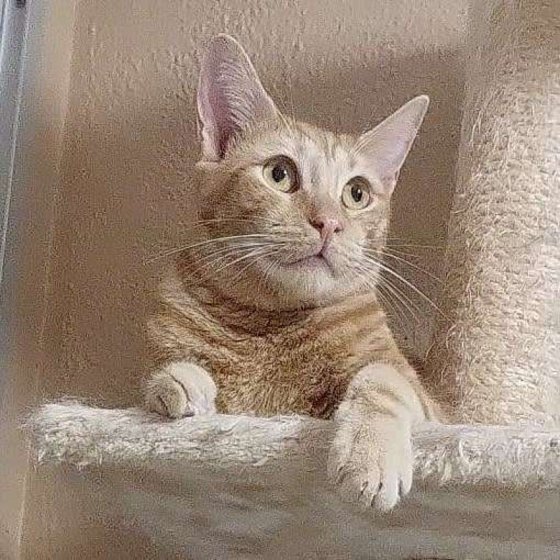Pablo