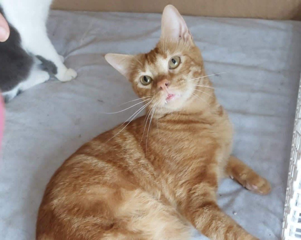 Luis
