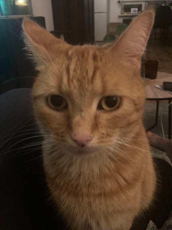 Zino