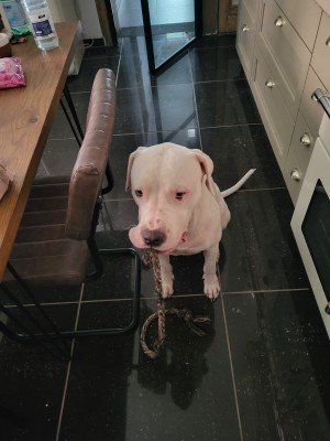 Diesel