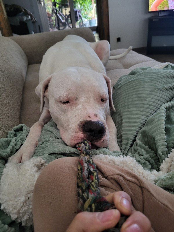Diesel