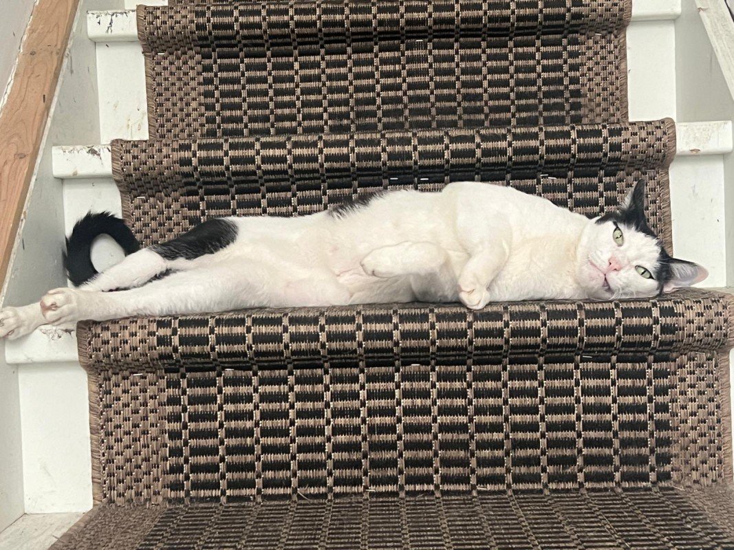 Hallo