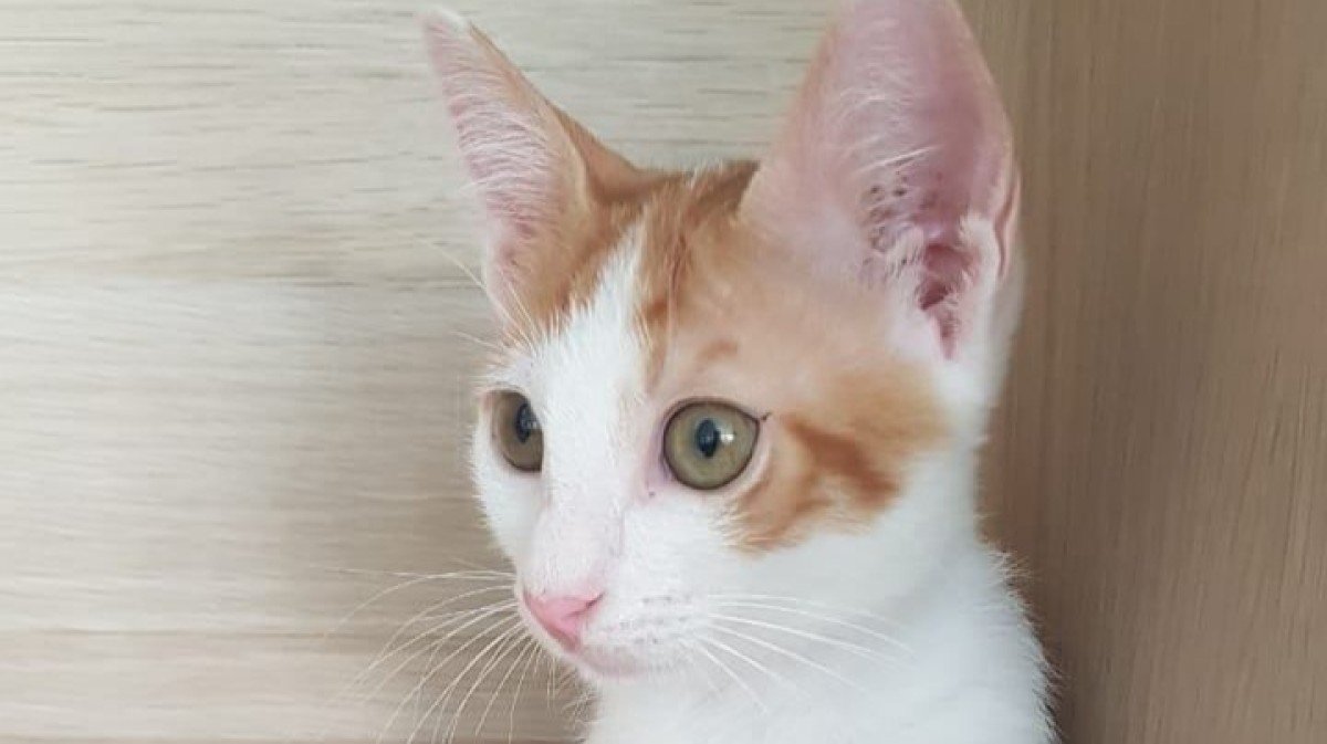 Zahara