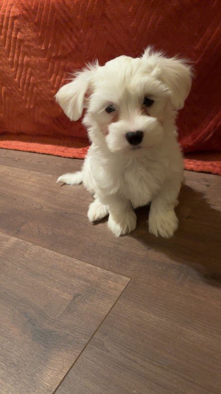 Appa