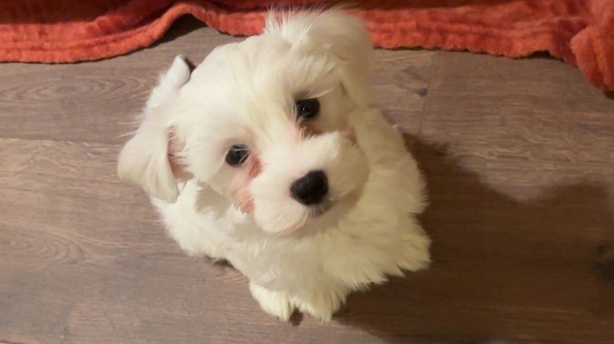 Appa