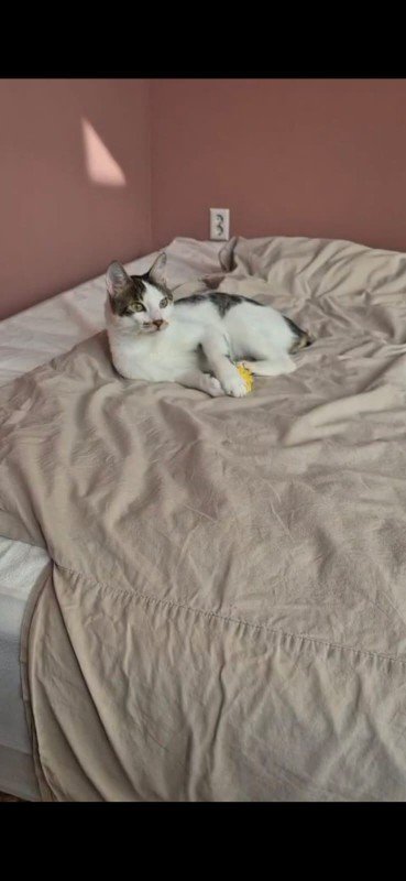 Marshmellow