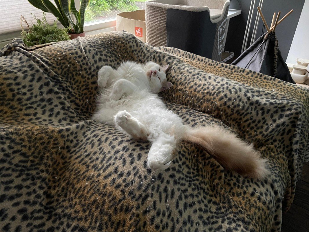 Casper
