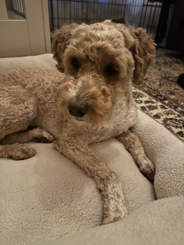 Teddy
