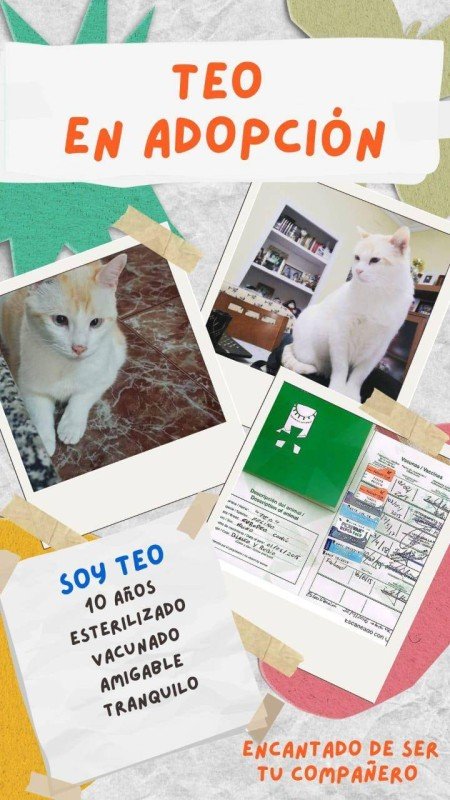 Teo