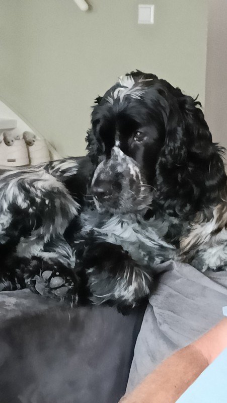 Finley