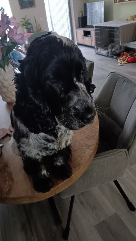 Finley