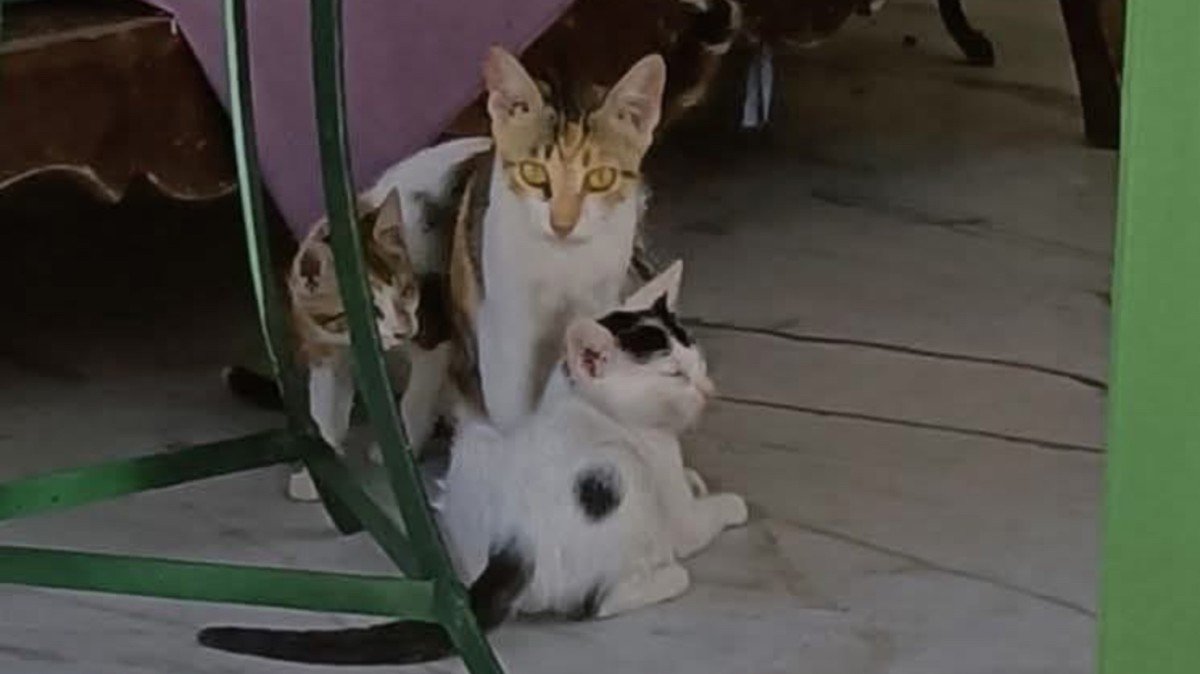 Lily- Pommetje- Piepje