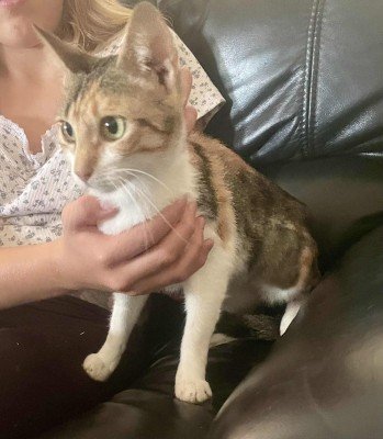 Lily- Pommetje- Piepje