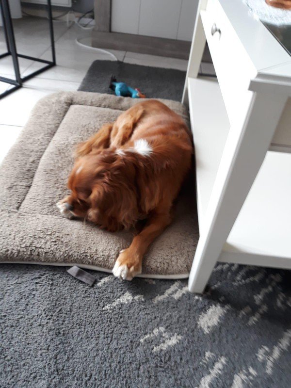 Sam
