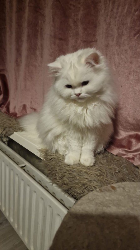 Lolita