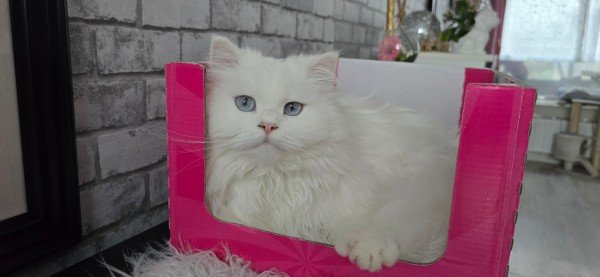Lolita
