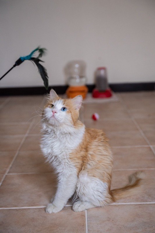 Liger
