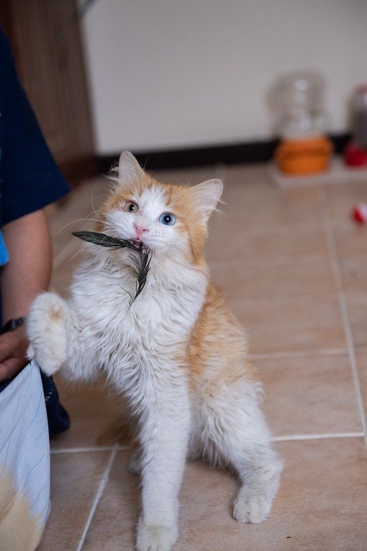 Liger