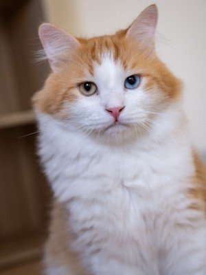 Liger