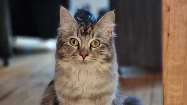 Hailey