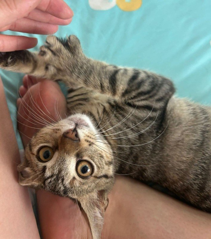 Mochi