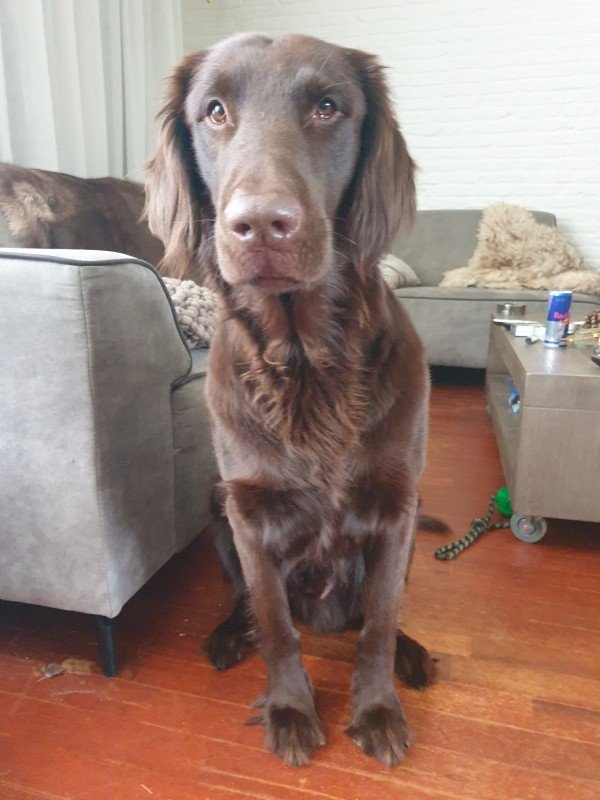 Rossi